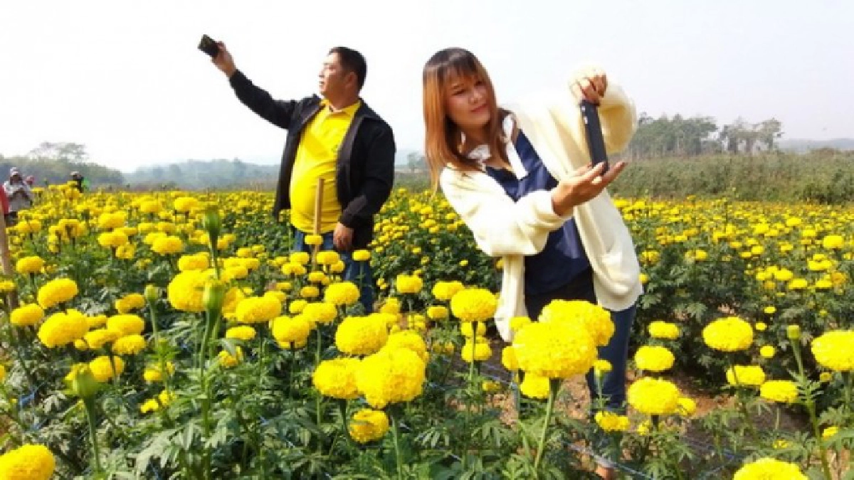 พอเพียง! เกษตรกรศรีสัชนาลัยปลูกดาวเรือง 2 ไร่ พอเพียง! เกษตรกรศรีสัชนาลัยปลูกดาวเรือง 2 ไร่