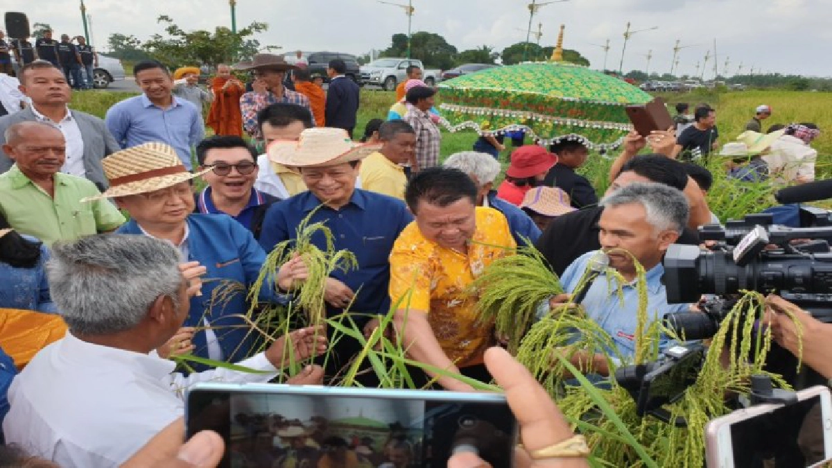 สนธิรัตน์"ลุยร่วมเก็บเกี่ยวข้าวแปลงนาพุทธภูมิ