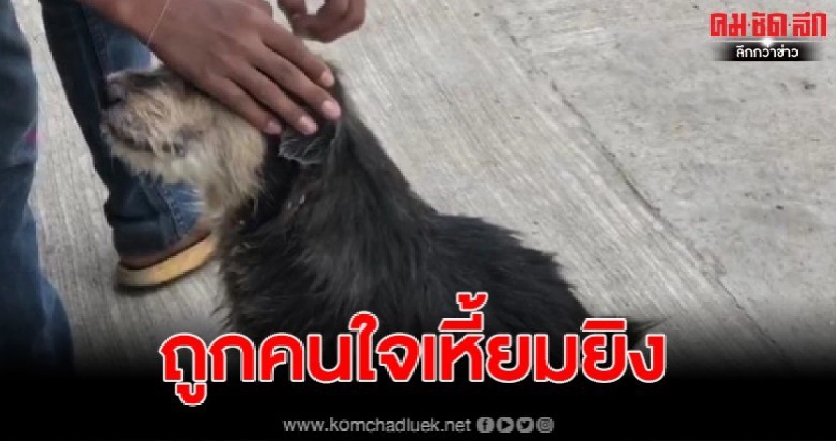คนใจเหี้ยม ยิงเหล็กใส่เจ้าตูบท้อง 3-4 เดือน สภาพอิดโรย คนใจเหี้ยม ยิงเหล็กใส่เจ้าตูบท้อง 3-4 เดือน สภาพอิดโรย