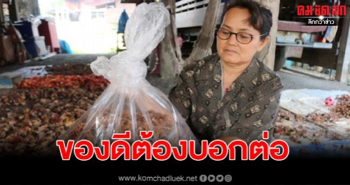 ชาวบ้านสุโขทัยเก็บดอกงิ้วขาย หารายได้เสริมช่วงแล้ง