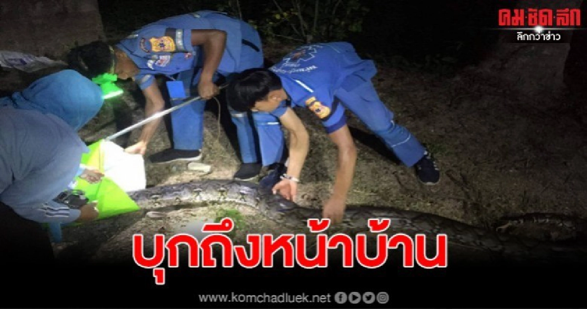 ชาวบ้านผงะ เจองูเหลือมยาว 4 เมตร เลื้อยผ่านประตูบ้าน ชาวบ้านผงะ เจองูเหลือมยาว 4 เมตร เลื้อยผ่านประตูบ้าน