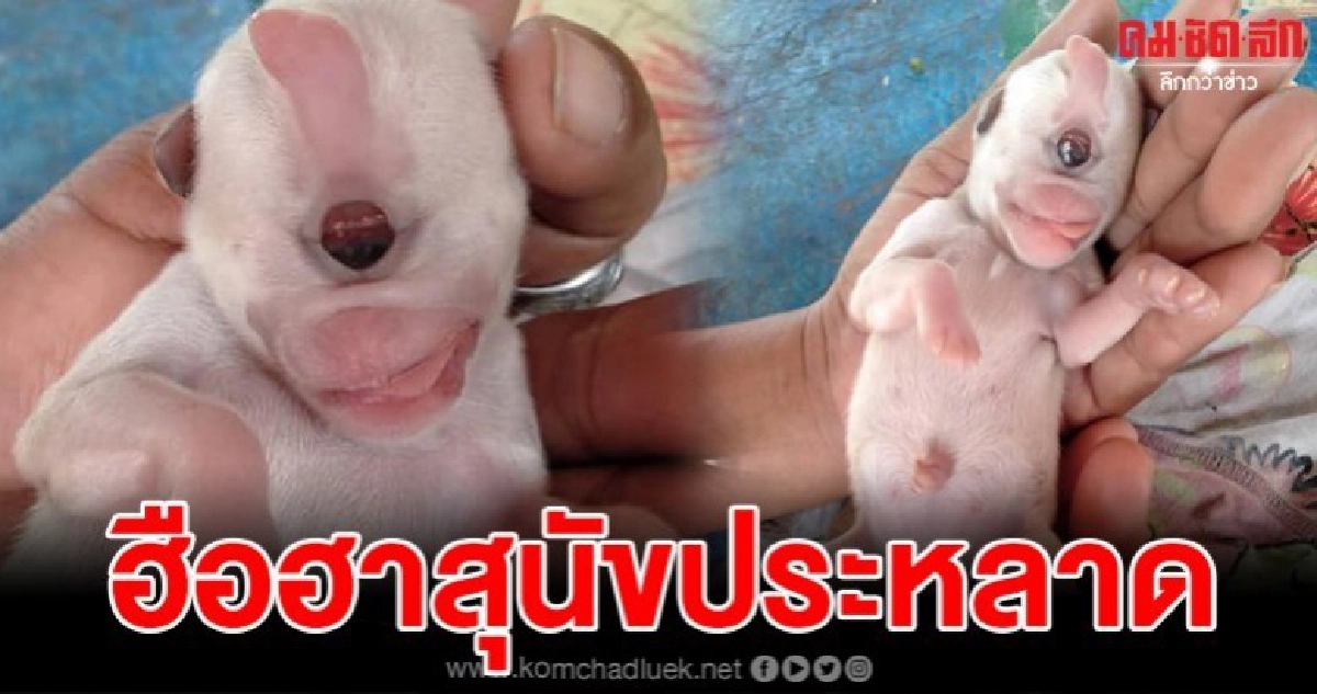 โซเชียลสุดฮือฮา หลังลูกสุนัขแรกเกิด มีตาตรงกลางข้างเดียว โซเชียลสุดฮือฮา หลังลูกสุนัขแรกเกิด มีตาตรงกลางข้างเดียว