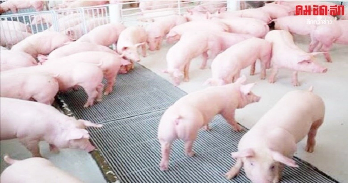 ปศุสัตว์ยืนยันไม่เคยพบโรคติดต่อที่มีค้างคาวเป็นพาหะ 