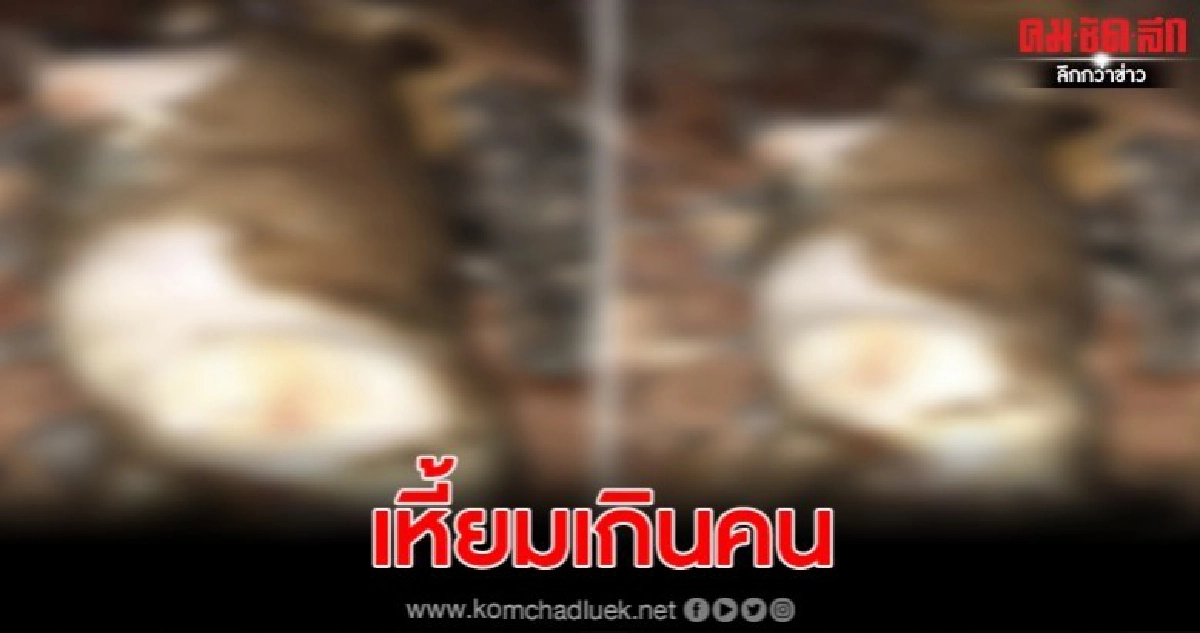 ใจอํามหิต ตัดขาลูกหมาน้อยก่อนเผาภายในเขตวัด ใจอํามหิต ตัดขาลูกหมาน้อยก่อนเผาภายในเขตวัด