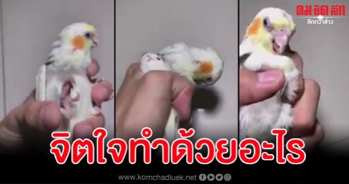 โซเชียลรุมสาปแช่งหนุ่มสุดซาดิสต์บีบนกตายคามือ