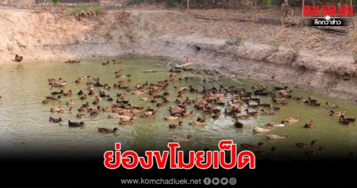 ชาวสวนผวาโจรย่องเบาขโมยเป็ด โชคดีหมาเห่าโจรไหวตัวทัน ชาวสวนผวาโจรย่องเบาขโมยเป็ด โชคดีหมาเห่าโจรไหวตัวทัน