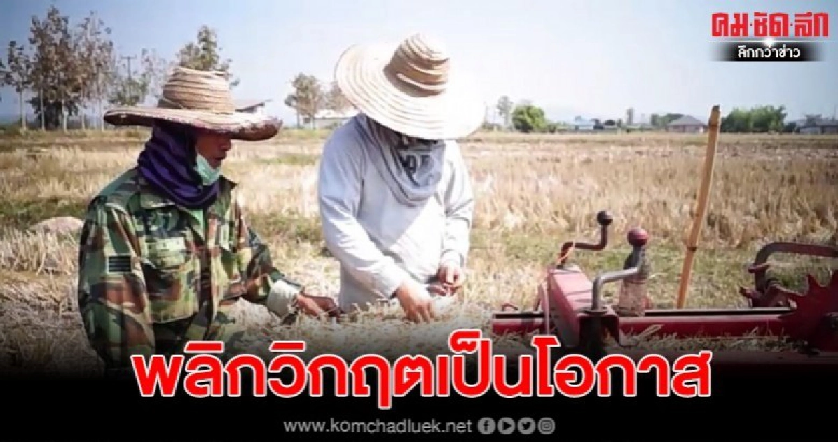พลิกวิกฤตเป็นโอกาสรับจ้างอัดฟางรายได้ดี พลิกวิกฤตเป็นโอกาสรับจ้างอัดฟางรายได้ดี