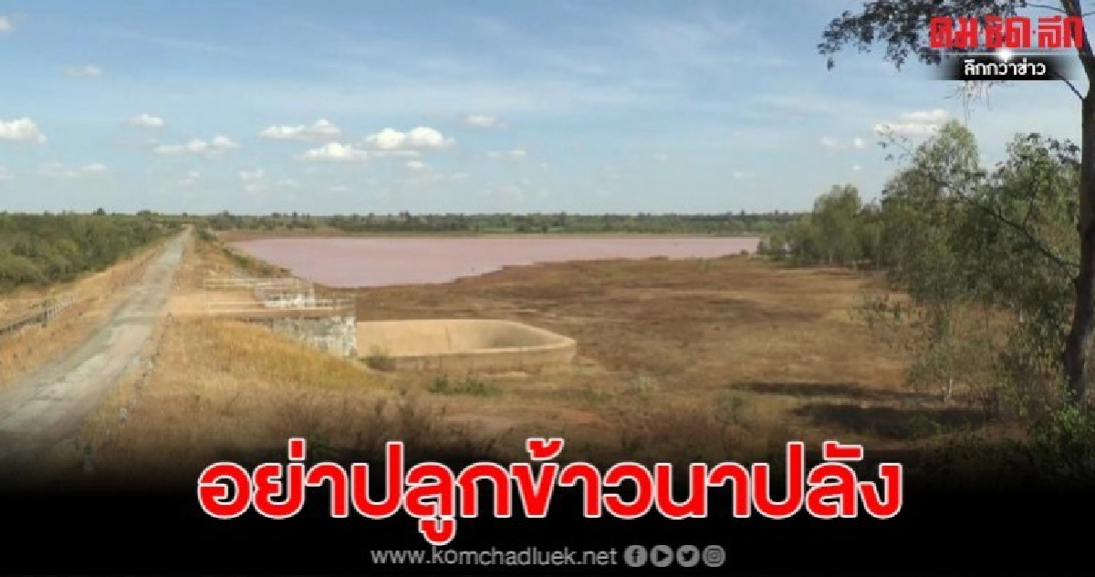 นอภ.ชุมพวงแจงสถานการณ์ภัยแล้งไม่วิกฤติ เตือนอย่าปลูกนาปลัง นอภ.ชุมพวงแจงสถานการณ์ภัยแล้งไม่วิกฤติ เตือนอย่าปลูกนาปลัง