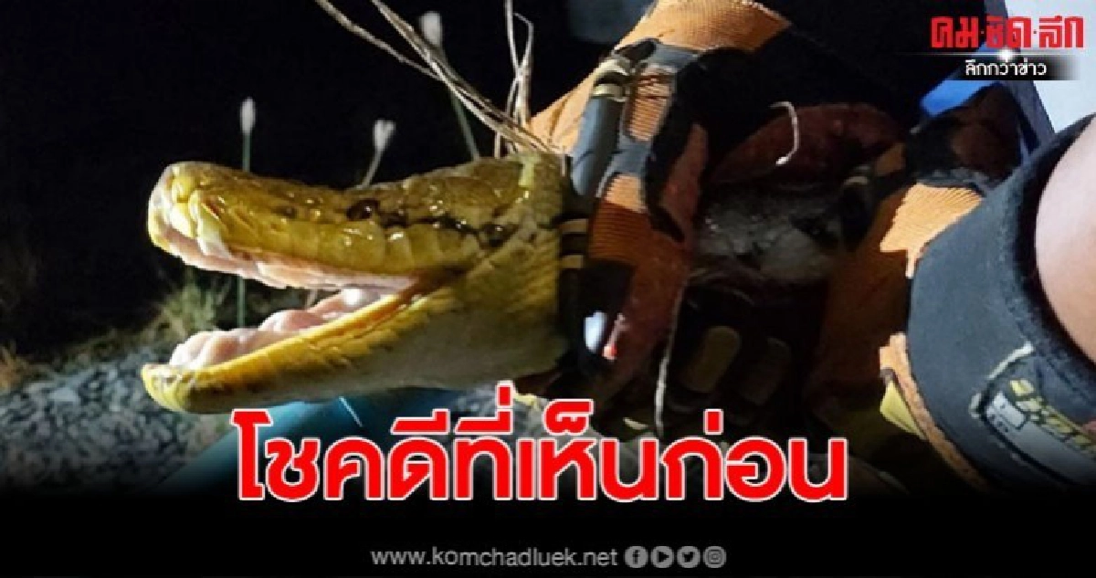 งูเหลือมตัวใหญ่ยาว 4 เมตร บุกรีสอร์ทยามดึก งูเหลือมตัวใหญ่ยาว 4 เมตร บุกรีสอร์ทยามดึก
