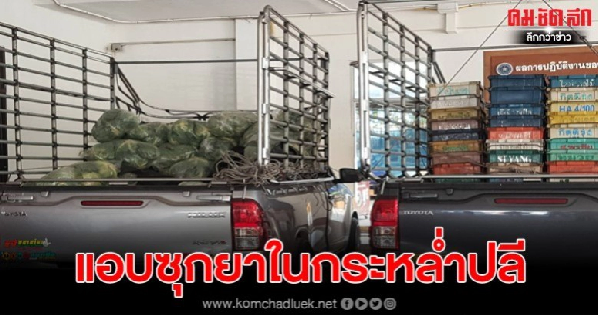 ตร.ภาค 5 รวบแก๊งสหายราชบุรี ลำเลียงยาบ้า-ไอซ์ ซุกกระหล่ำปลี ตร.ภาค 5 รวบแก๊งสหายราชบุรี ลำเลียงยาบ้า-ไอซ์ ซุกกระหล่ำปลี