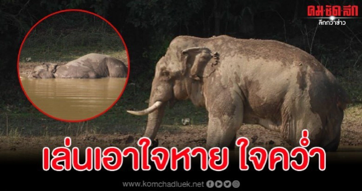จนท.ตกใจเห็น 'ลุงเดี่ยว' ช้างป่าเขาใหญ่ฟุบคาสระน้ำสนามกอล์ฟ
