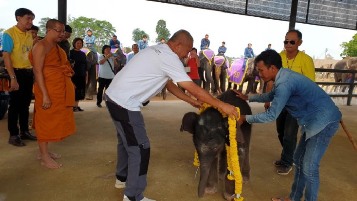 รับขวัญลูกช้างพลายบัวขาว เชือกที่ 92 ของสวนนงนุชพัทยา