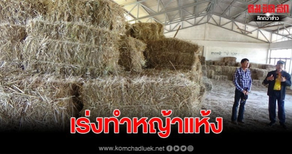 เร่งทำหญ้าแห้ง แก้ปัญหาสัตว์เลี้ยงขาดหญ้าหน้าแล้ง เร่งทำหญ้าแห้ง แก้ปัญหาสัตว์เลี้ยงขาดหญ้าหน้าแล้ง