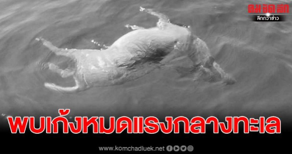 ไต๋เรือตกปลา พบเก้งลอยน้ำทะเลสิ้นลมในทะเลแสมสาร ไต๋เรือตกปลา พบเก้งลอยน้ำทะเลสิ้นลมในทะเลแสมสาร