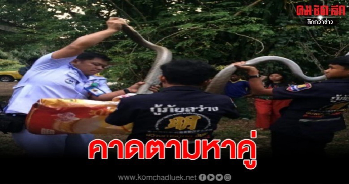 โผล่อีก จงอางตัวที่สอง ยาว 4 เมตร คาดตามหาคู่