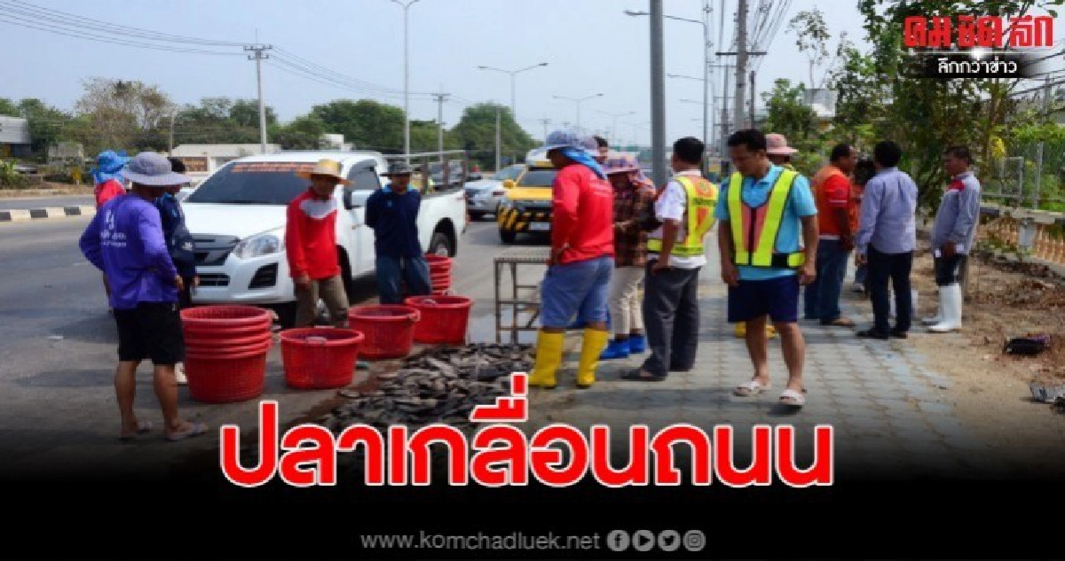 รถบรรทุกปลาสลิตพลิกคว่ำ4ตลบ ปลาเกลื่อนถนน10,000 ตัว รถบรรทุกปลาสลิตพลิกคว่ำ4ตลบ ปลาเกลื่อนถนน10,000 ตัว