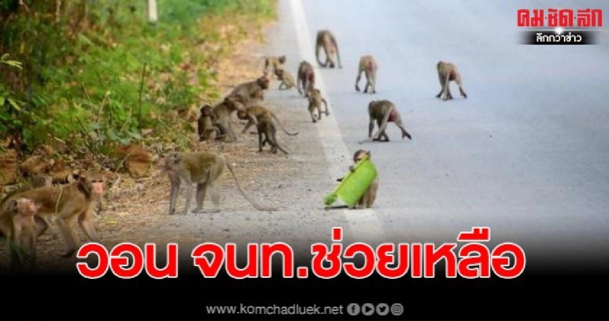 สุดเดือดร้อน ฝูงลิง พากันลงจากเขาหากินเต็มถนน