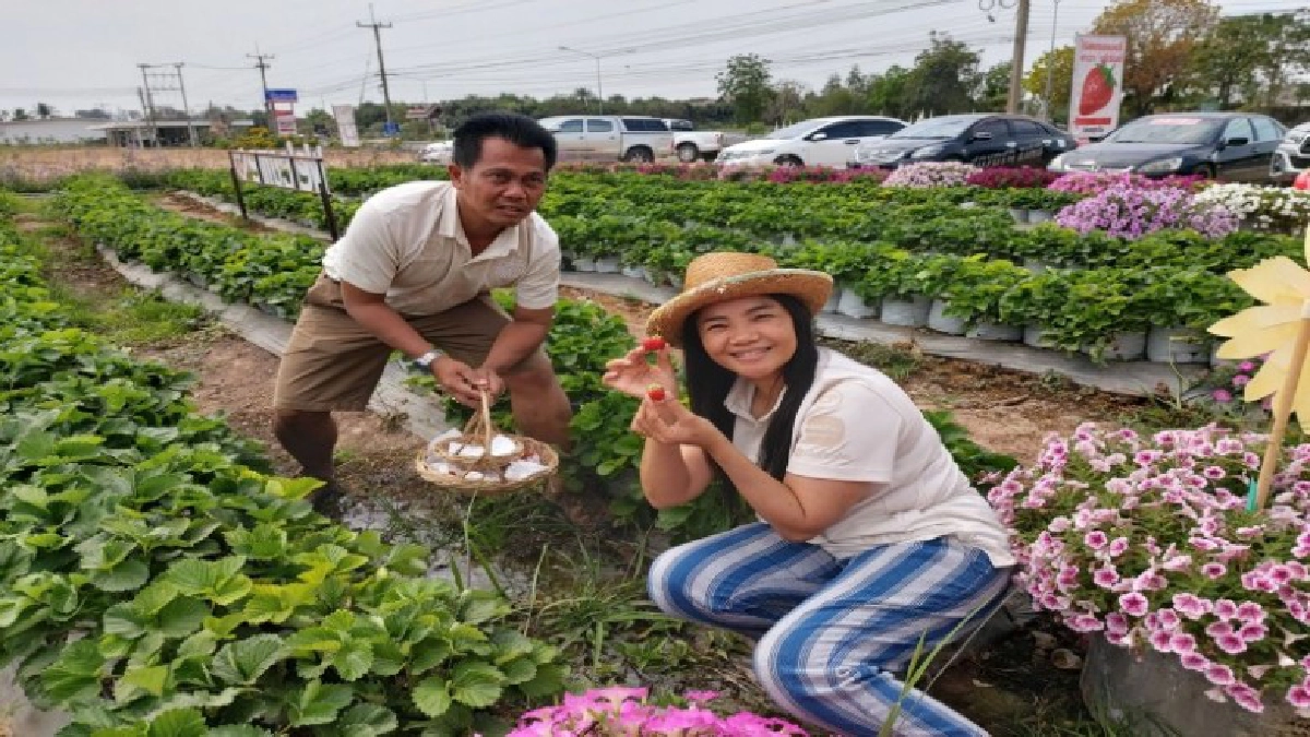 หนุ่มบุรีรัมย์ สร้างไร่สตอเบอรี่พร้อมพันธุ์ดอกไม้สวยๆ