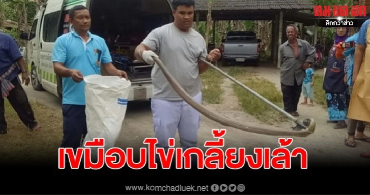 จงอาง เลื้อยระทึกบุกเล้าไก่ เขมือบไข่เกลี้ยง จงอาง เลื้อยระทึกบุกเล้าไก่ เขมือบไข่เกลี้ยง