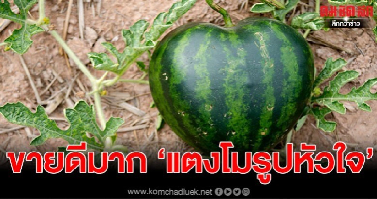 เกษตรกรปลูกแตงโมรูปหัวใจส่งขาย สร้างรายได้ดี เกษตรกรปลูกแตงโมรูปหัวใจส่งขาย สร้างรายได้ดี
