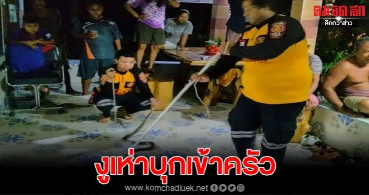 งูเห่ายาว 2 เมตร บุกครัวหลังบ้านหวิดฉก คาดหาหนูกิน