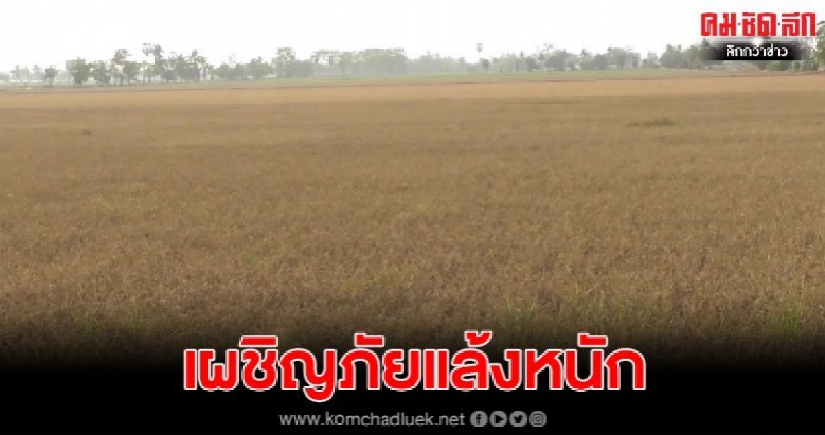 ชาวนาชัยนาท หมดหนทางหาแหล่งน้ำช่วยนาข้าว ปล่อยตายพันไร่ ชาวนาชัยนาท หมดหนทางหาแหล่งน้ำช่วยนาข้าว ปล่อยตายพันไร่