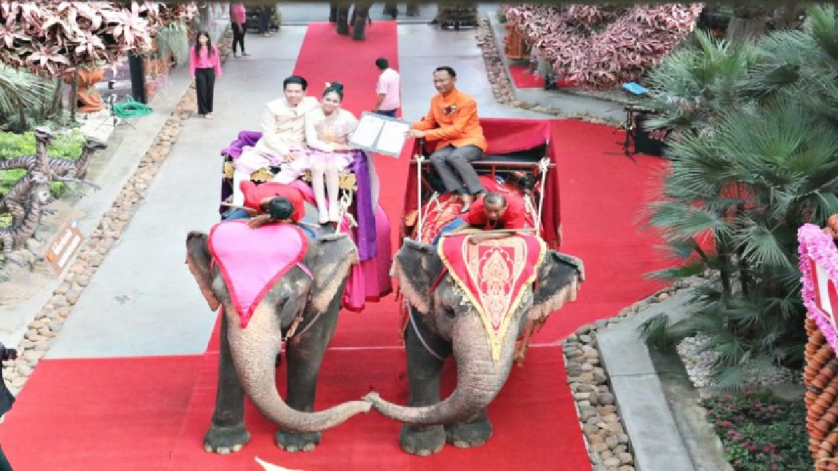 สวนนงนุชจัดใหญ่ สุดคึกคัก จดทะเบียนสมรสบนหลังช้าง สร้างสีสันวันวาเลนไทน์ สวนนงนุชจัดใหญ่ สุดคึกคัก จดทะเบียนสมรสบนหลังช้าง สร้างสีสันวันวาเลนไทน์