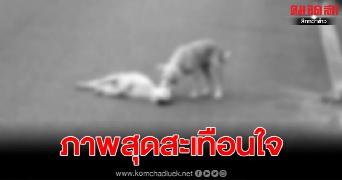 ภาพสุดสะเทือนใจ ตูบน้อยนั่งเฝ้าเพื่อนไม่ห่าง หลังถูกรถชนตาย