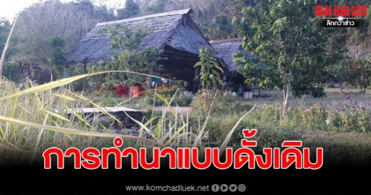 ชาวบ้านฟื้นการทำนาแบบดั้งเดิมขับเคลื่อนโคกหนองนาโมเดล ชาวบ้านฟื้นการทำนาแบบดั้งเดิมขับเคลื่อนโคกหนองนาโมเดล