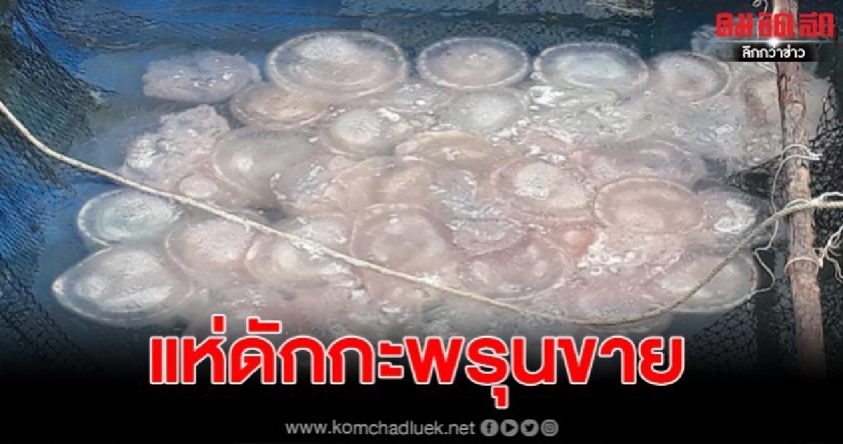 ชาวสตูลคึกคัก ชาวบ้านแห่หากะพรุนลอดช่อง ขายรายได้งาม ชาวสตูลคึกคัก ชาวบ้านแห่หากะพรุนลอดช่อง ขายรายได้งาม