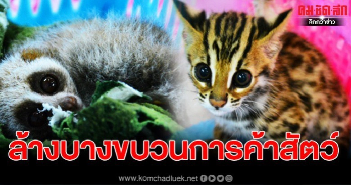 อธิบดีธัญญาเข้ม สั่งพญาเสือล้างบาง ขบวนการค้าสัตว์ป่าออนไลน์ อธิบดีธัญญาเข้ม สั่งพญาเสือล้างบาง ขบวนการค้าสัตว์ป่าออนไลน์
