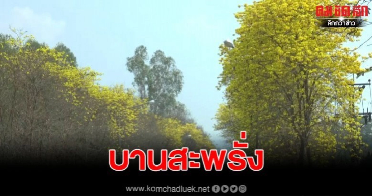 พะเยาดอกเหลืองอินเดียบานสะพรั่งแนวถนนสายเชียงคำ-น่าน