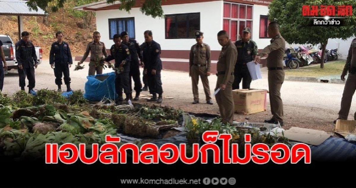 จับ 2 ผัวเมียขนกล้วยไม้ป่า ลักเข้ากรุงฯ มูลค่ากว่าล้านบาท