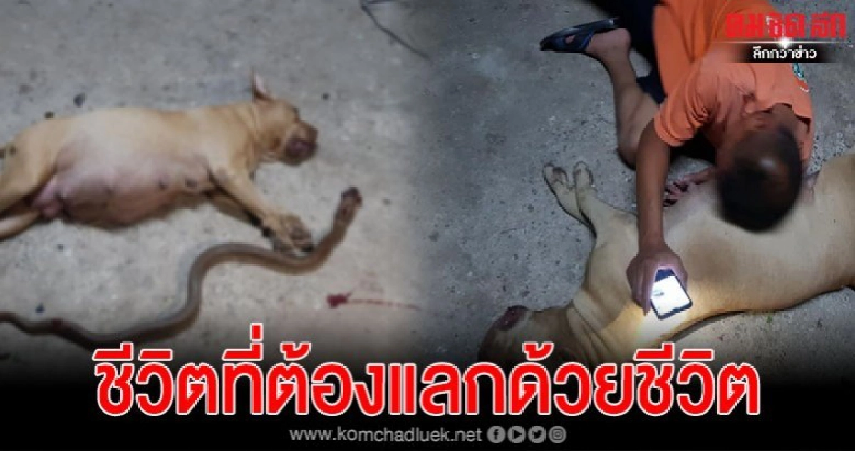  เจ้าของแทบขาดใจเมื่อสุนัขแสนรักยอมพลีชีพสู้กับงูเพื่อปกป้อง