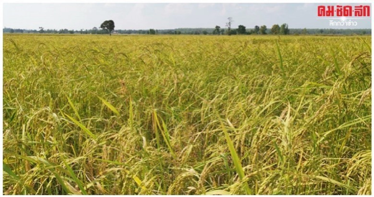 เพิ่มปริมาณสำรองข้าวฉุกเฉินรับวิกฤติภัยพิบัติ