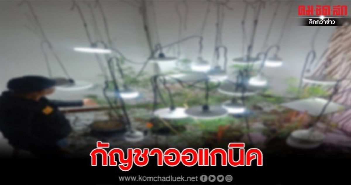 รวบหนุ่มหัวใสซื้อเมล็ดกัญชา มาทดลองปลูกไว้เสพเองแบบออแกนิค รวบหนุ่มหัวใสซื้อเมล็ดกัญชา มาทดลองปลูกไว้เสพเองแบบออแกนิค