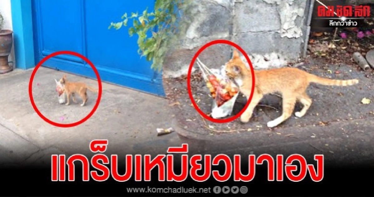 แกร็บเหมียวมาเอง แมวส้มสุดแสบคาบถุงลูกชิ้นเดินสับขาอย่างไว แกร็บเหมียวมาเอง แมวส้มสุดแสบคาบถุงลูกชิ้นเดินสับขาอย่างไว