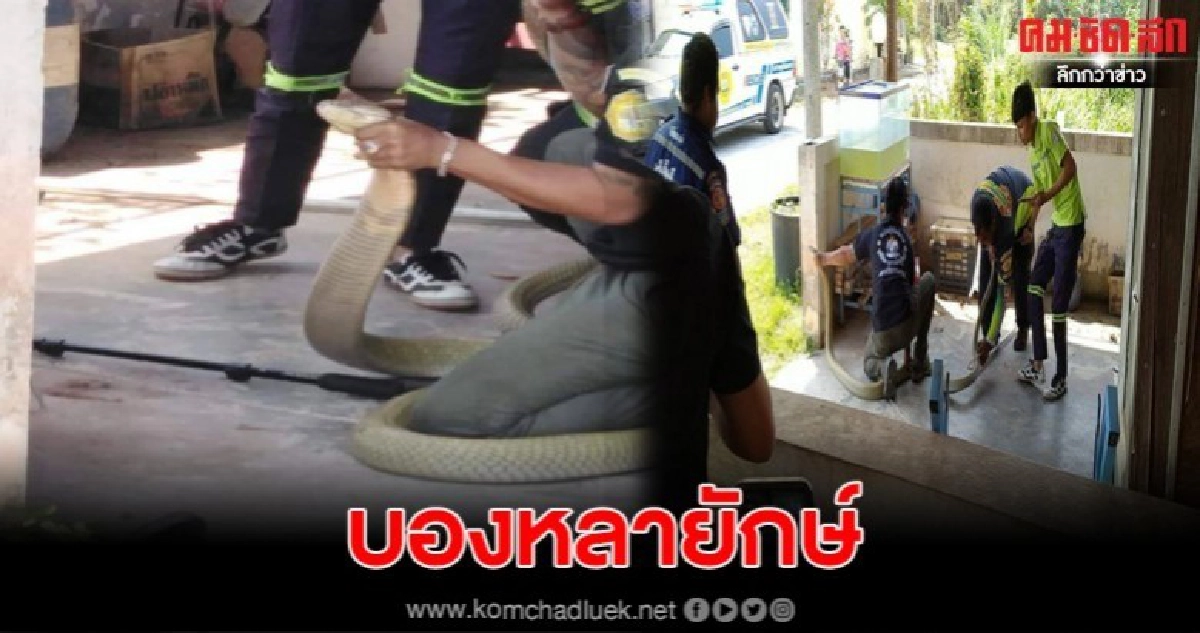 บองหลายักษ์ บุกบ้านสาวใหญ่ โชคดีที่ไม่โดนฉก บองหลายักษ์ บุกบ้านสาวใหญ่ โชคดีที่ไม่โดนฉก
