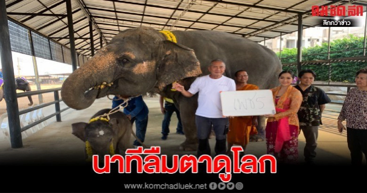 วินาทีลูกช้างน้อยลืมตาดูโลก ทำพิธีรับขวัญเชือกที่ 93 ปางช้างลูกดกที่สุดในประเทศ
