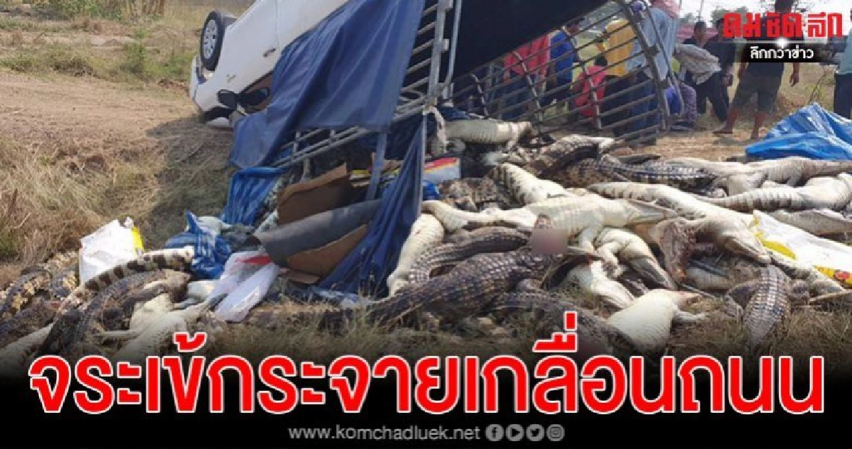 กระบะพลิกคว่ำ ซากจระเข้กระจายเกลื่อนถนน บาดเจ็บ 2 ราย กระบะพลิกคว่ำ ซากจระเข้กระจายเกลื่อนถนน บาดเจ็บ 2 ราย