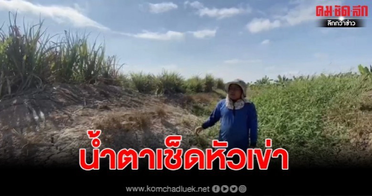 ลางบอกเหตุถึงหนี้สินที่จะตามมา ชาวสวนกัดฟันสู้ภัยแล้ง