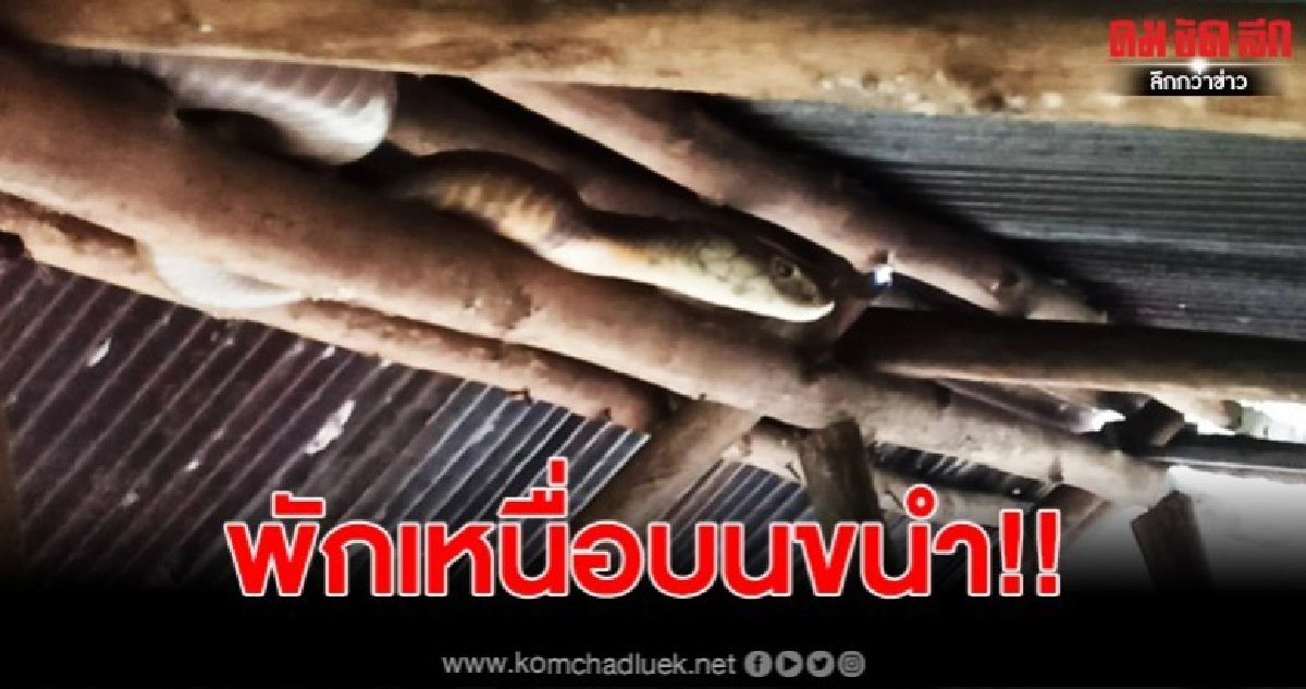 หนุ่มใหญ่ผวาหนัก พบจงอางบนขนำ ขณะนอนพักผ่อน หนุ่มใหญ่ผวาหนัก พบจงอางบนขนำ ขณะนอนพักผ่อน