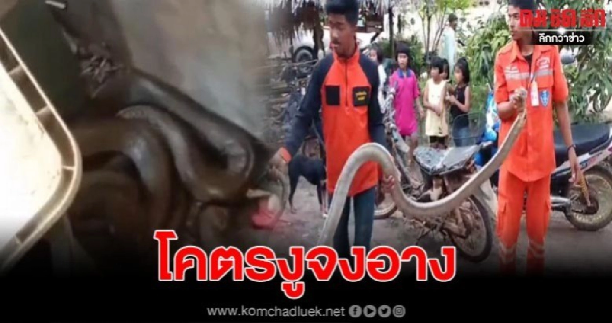 หนุ่มใหญ่เจอจงอางยักษ์ เข้าไปขดข้างโอ่ง ยาวเกือบ 4 เมตร หนุ่มใหญ่เจอจงอางยักษ์ เข้าไปขดข้างโอ่ง ยาวเกือบ 4 เมตร