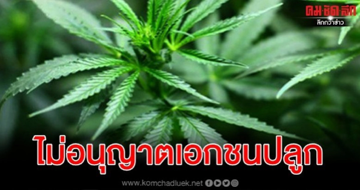 ย้ำ ก.ม. ยังไม่อนุญาตเอกชนปลูกกัญชา ฝ่าฝืนมีโทษปรับ - จำคุก ย้ำ ก.ม. ยังไม่อนุญาตเอกชนปลูกกัญชา ฝ่าฝืนมีโทษปรับ - จำคุก