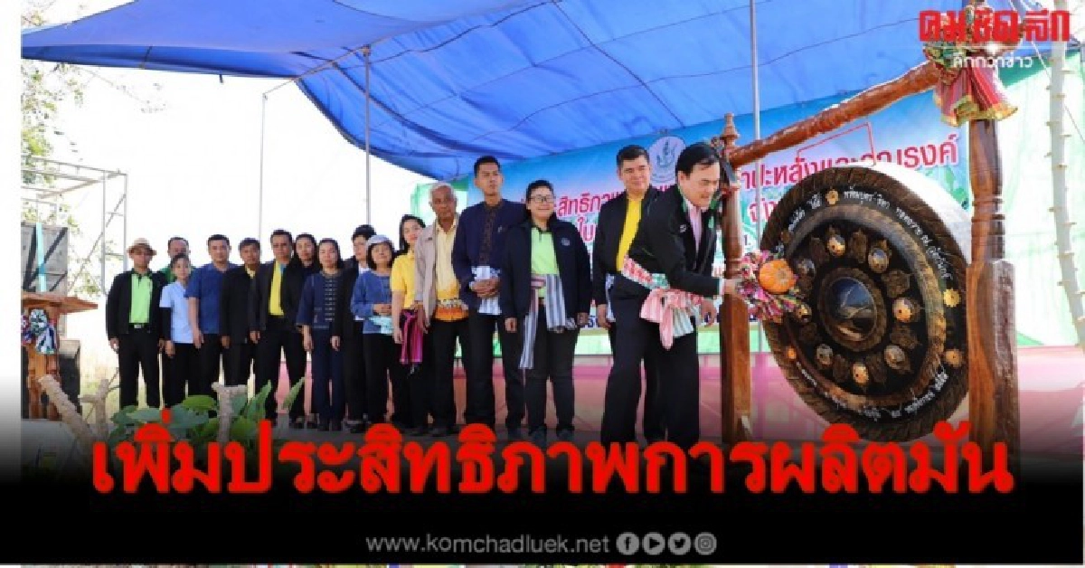 เพิ่มประสิทธิภาพการผลิตมันสำปะหลังสู่ชาวชัยภูมิ