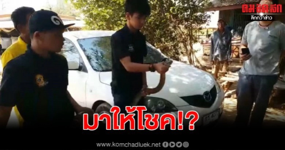เจ้าของผวา จงอางบุกซุกห้องเครื่อง ชาวบ้านตาลุกวาวแห่ส่องเลข เจ้าของผวา จงอางบุกซุกห้องเครื่อง ชาวบ้านตาลุกวาวแห่ส่องเลข