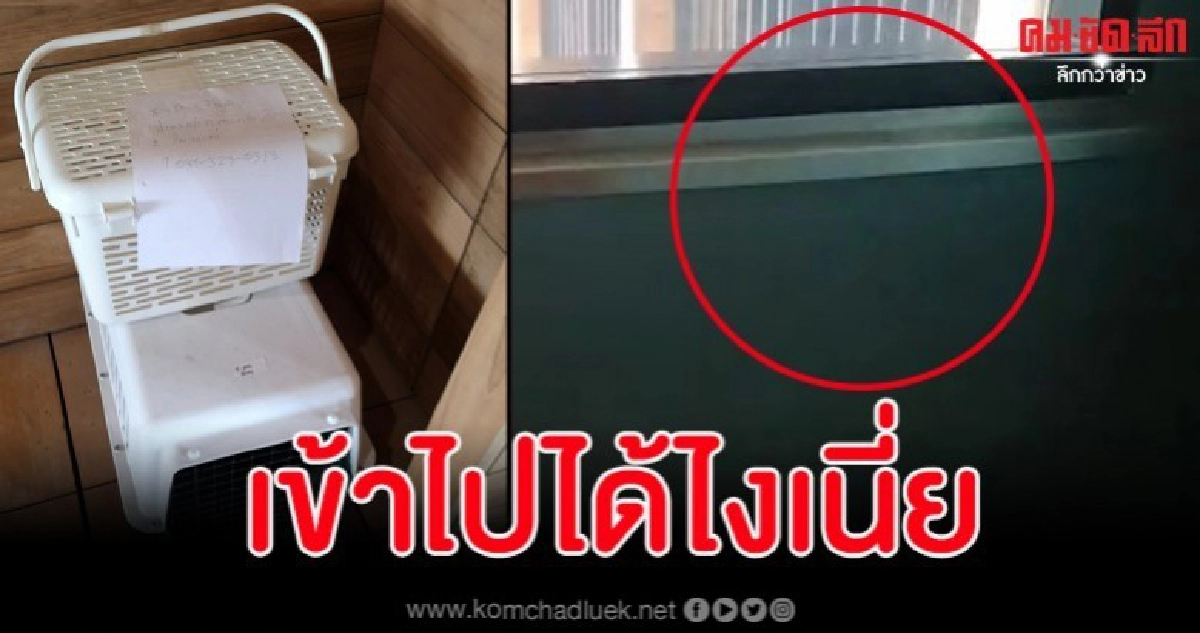 ระดมช่วยเจ้าเหมียวติดข้างในกำแพงห้องประชุม อาคารรัฐสภา ระดมช่วยเจ้าเหมียวติดข้างในกำแพงห้องประชุม อาคารรัฐสภา