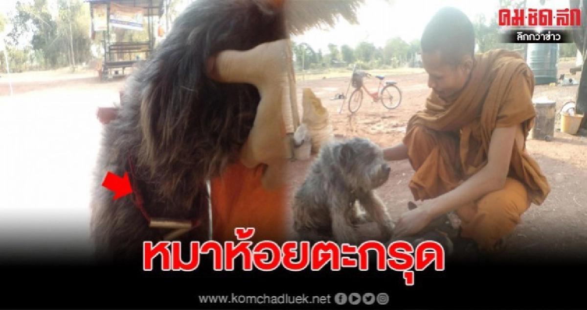 หมาวัดที่สุรินทร์ ห้อยเครื่องราง ด้านเจ้าอาวาสเผยสาเหตุ