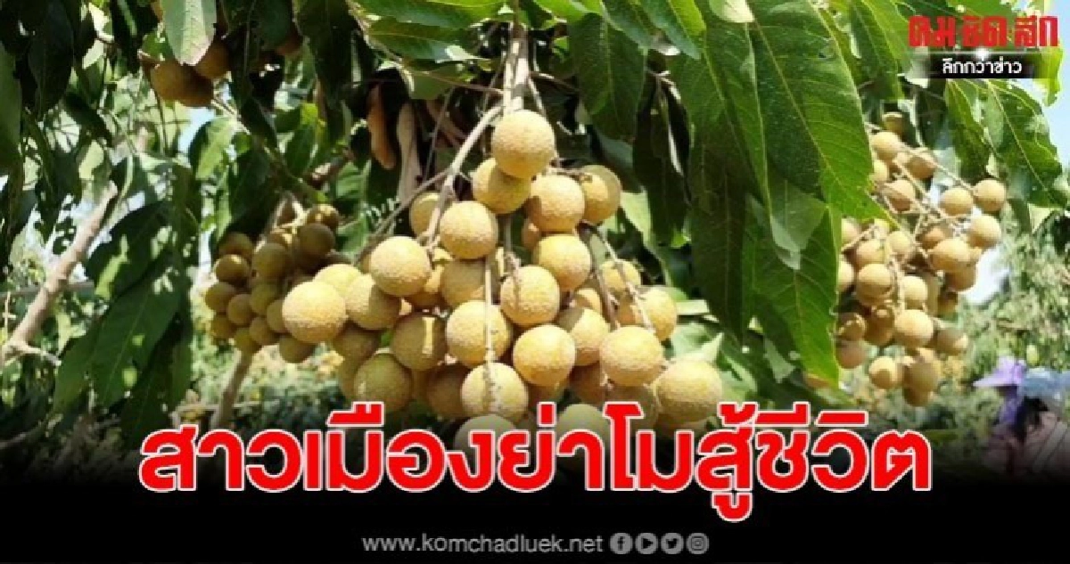 สาวเมืองย่าโมสู้ภัยแล้ง พลิกฟื้นที่นามาปลูกลำไยผลดีเกินคาด สาวเมืองย่าโมสู้ภัยแล้ง พลิกฟื้นที่นามาปลูกลำไยผลดีเกินคาด