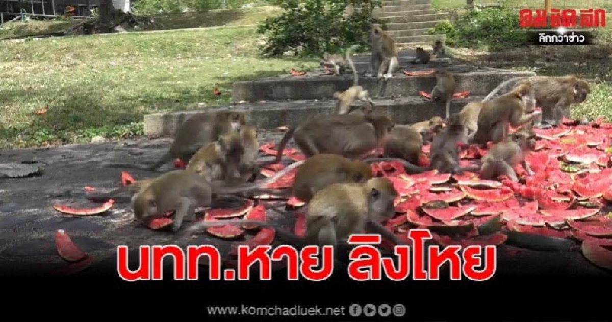 ลิงเขาน้อยเขาตังกวนกินแตงโมมะเขือเทศแทนกล้วยหลัง นทท.หาย ลิงเขาน้อยเขาตังกวนกินแตงโมมะเขือเทศแทนกล้วยหลัง นทท.หาย